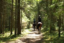 Riding trail in the forest