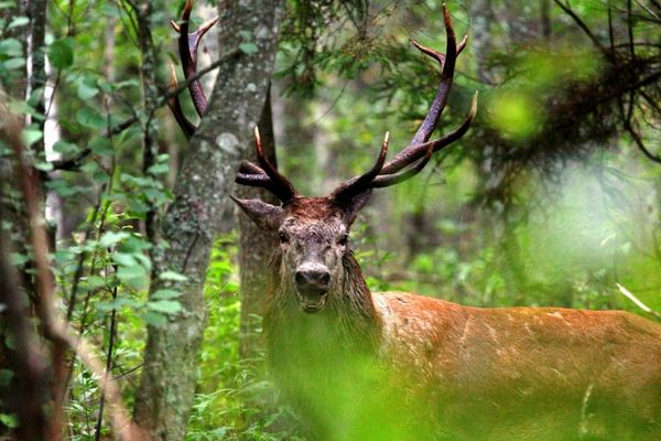 Animal Watching in Gauja National Park » EnterGauja